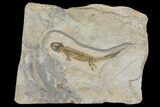Permian Amphibian (Micromelerpeton) Plate - Pfalz, Germany #113462-1